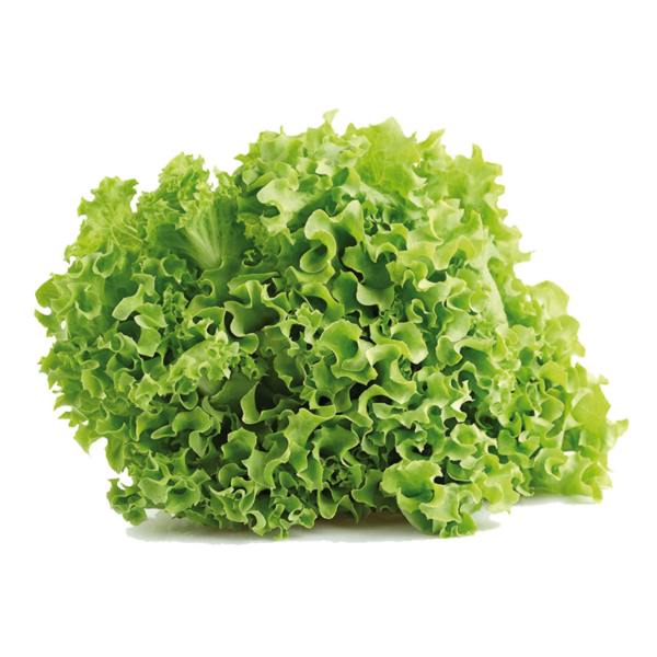 Insalata gentilina